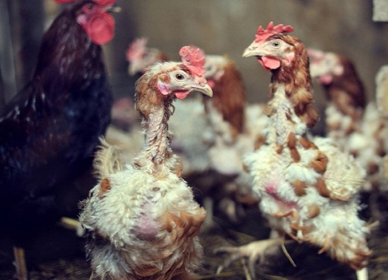 Цыплята клюют друг друга до крови – причины и способы решения