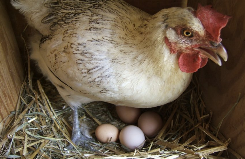 Как отучить кур клевать свои яйца?