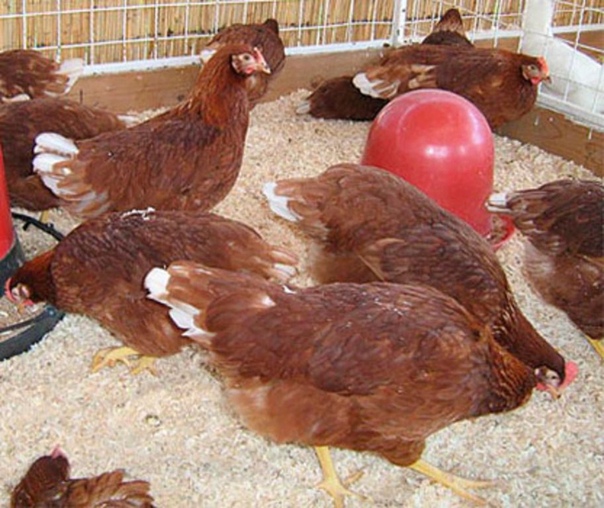 Немецкий ястреб - яичная порода кур. Описание, характеристики, содержание и выращивание, кормление