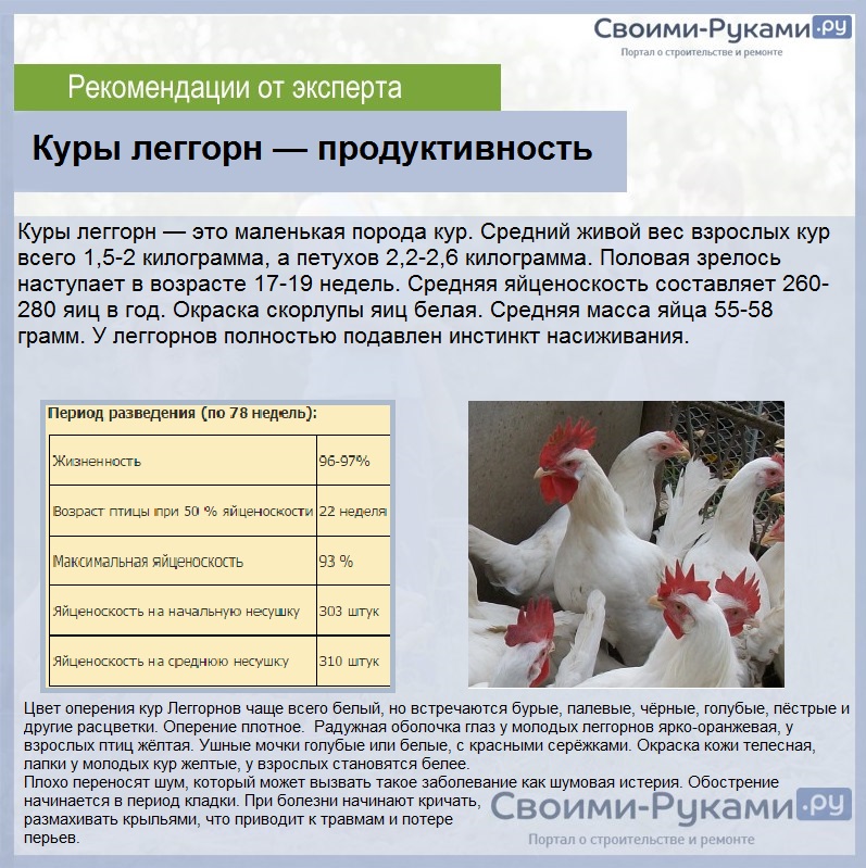 Причины расклева у цыплят белых пород кур