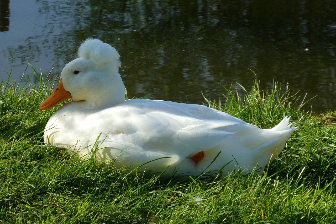 Самые популярные белые утки, описание и характеристики домашних пород с фото