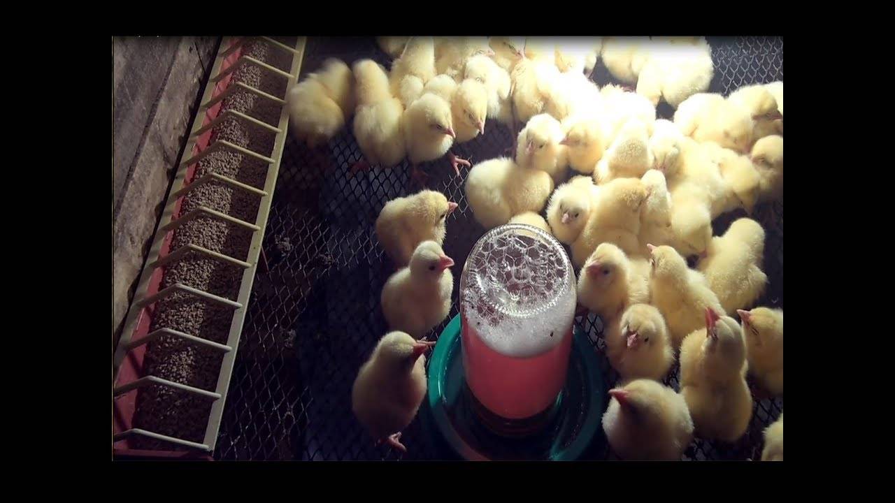Выращивание цыплят для чайников — 10 трудностей