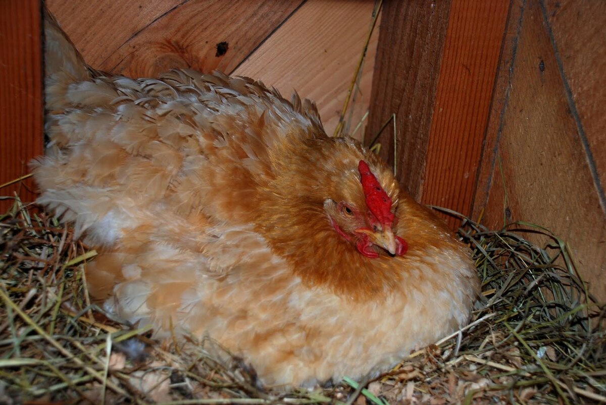 Курица высиживает цыплят 3 недели, сколько дней проходит до появления цыплят из яйца?
