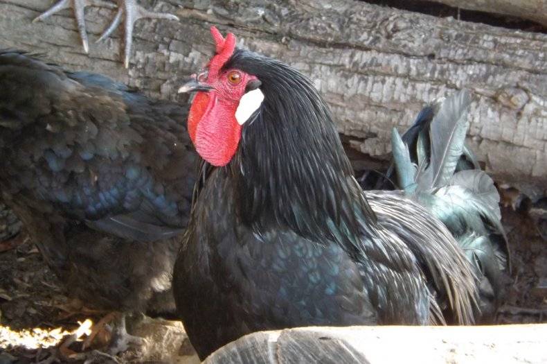 Ла Флеш - мясо-яичная порода кур. Описание, правила содержания и выращивания, кормление, инкубация
