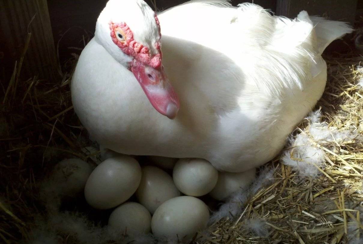 Сколько яиц можно подложить под индоутку?