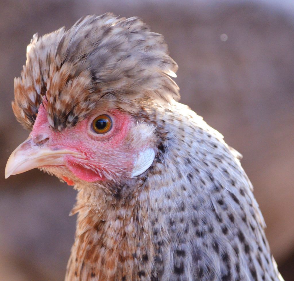 Легбар порода кур – описание, фото и видео
