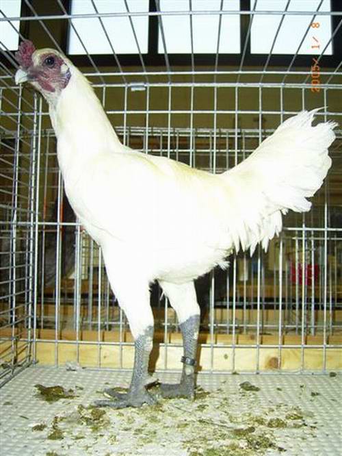 Бельгийская (Брюггская) - бойцовая порода кур. Описание, содержание и разведение, кормление, инкубация