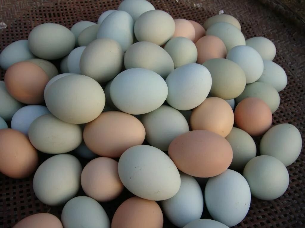 Тонкая скорлупа у яиц и другие проблемы яйцекладки кур 