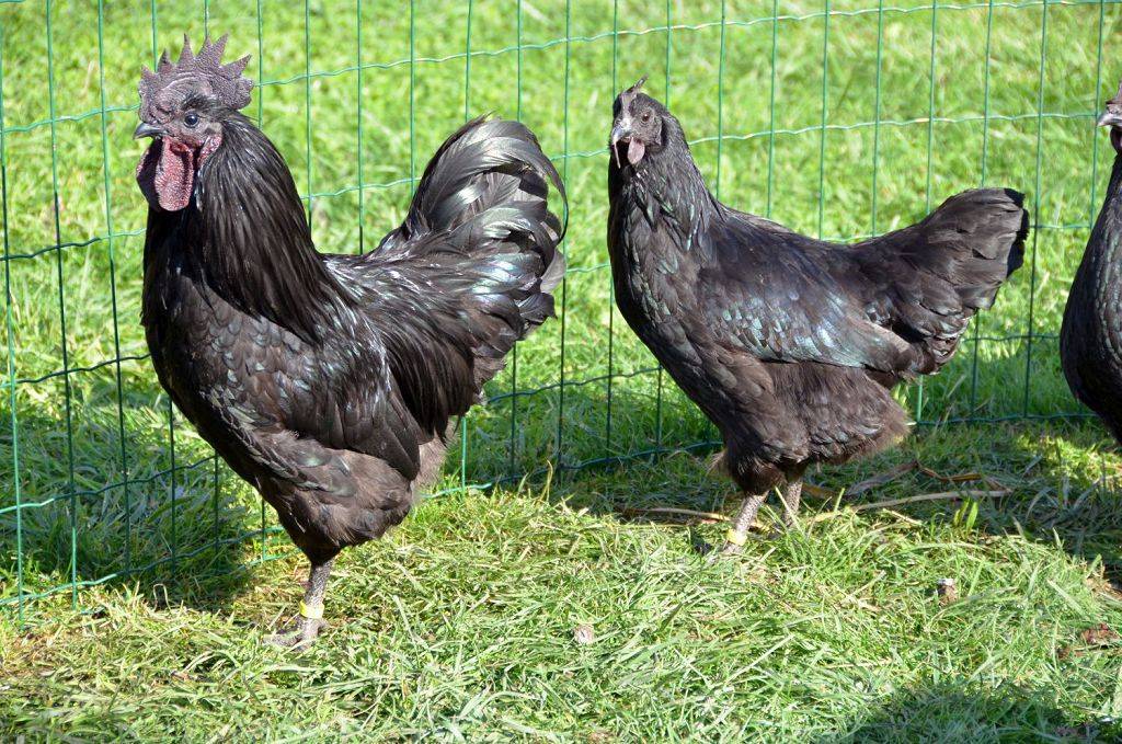 Ухейилюй (лакеданзи) - мясо-яичная порода кур. Описание, характеристики, нюансы содержания, яйценоскость и инкубация