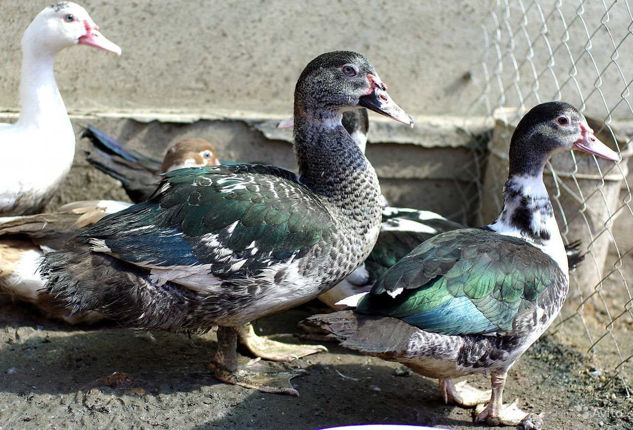 Мускусные утки: фото описание породы
