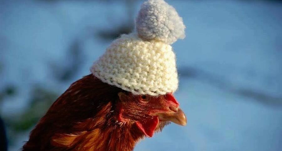 Куриные свитера и 7 причин отказаться от них зимой