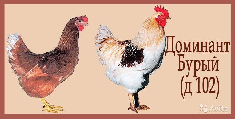 Доминант суссекс 104 - яичный кросс кур. Описание, содержание и выращивание, кормление, инкубация