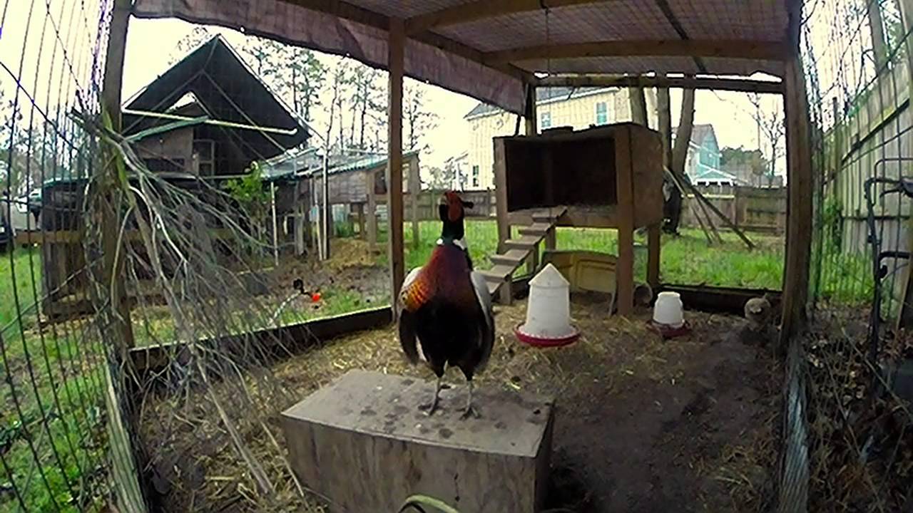 Строительство вольера для содержания фазанов