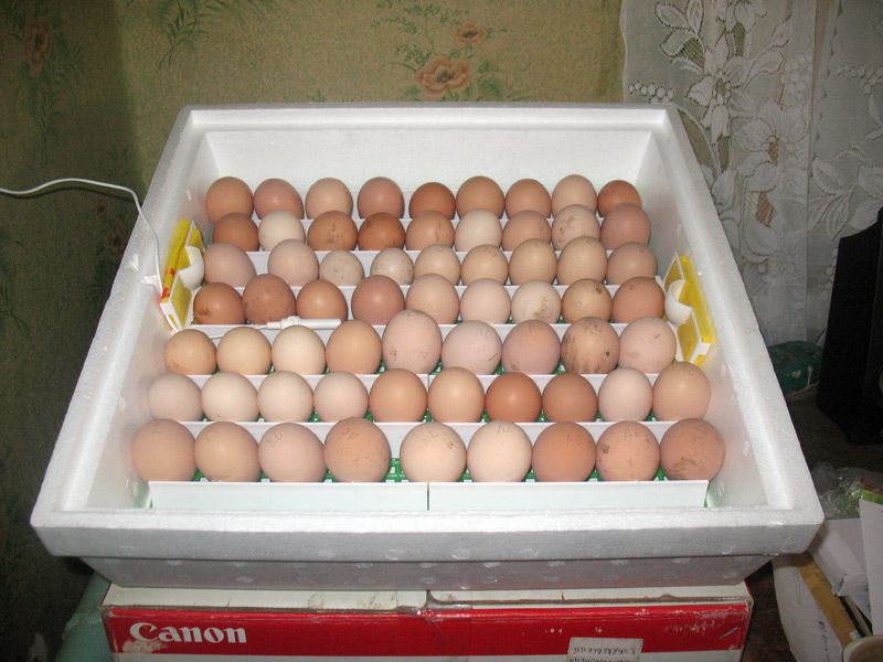 Какие яйца закладывать в инкубатор