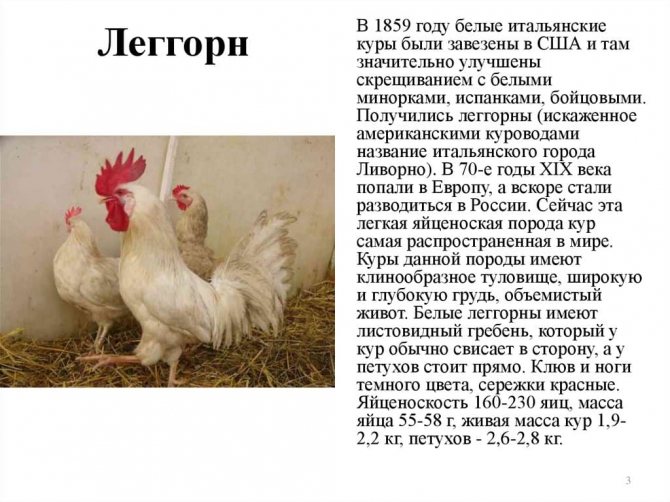 Русская белая - яичная порода кур. Характеристики, разведение, кормление и правила инкубации