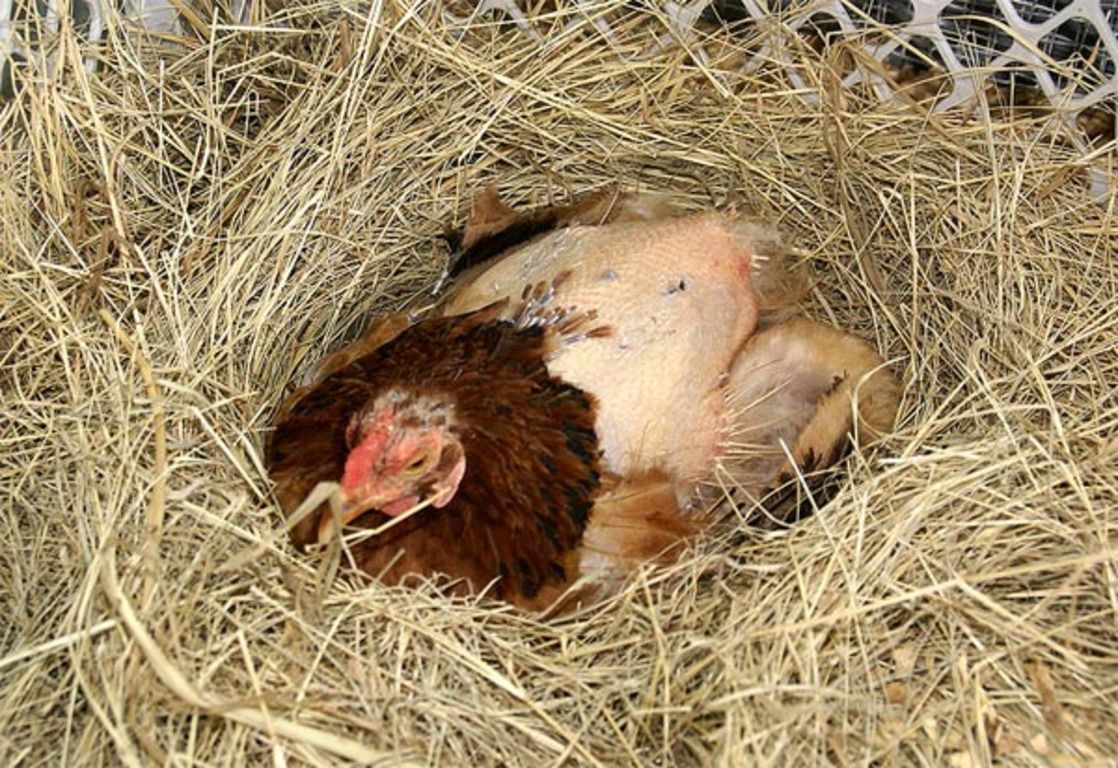 Способы отучить кур спать в гнездах