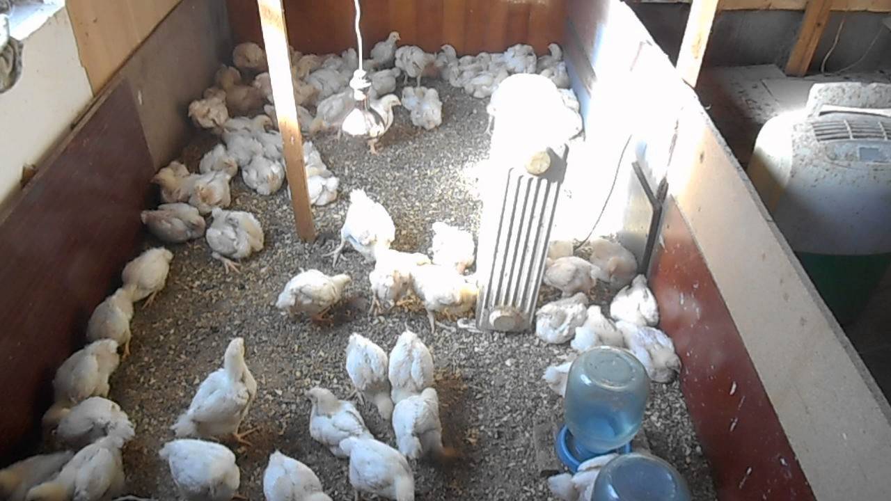 Цыплята и куры падают на ноги — причины и лечение