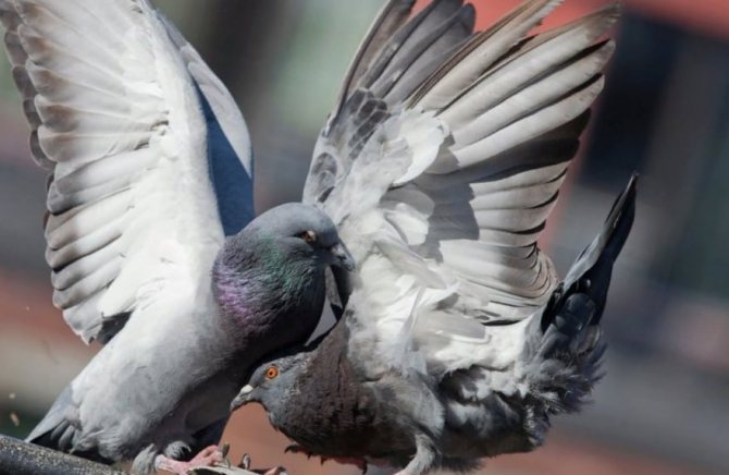 Как спариваются голуби: все нюансы получения потомства