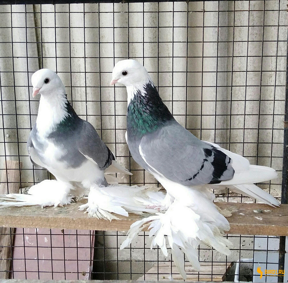 Супер летные иранские бойные голуби