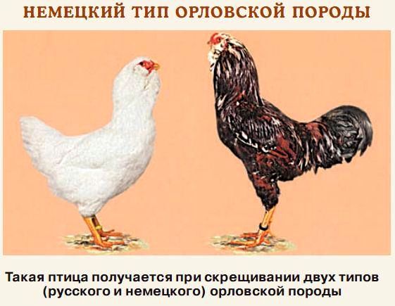 Орловская порода кур — описание, фото и характеристики