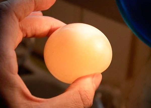 Почему у куриных яиц тонкая скорлупа и что делать