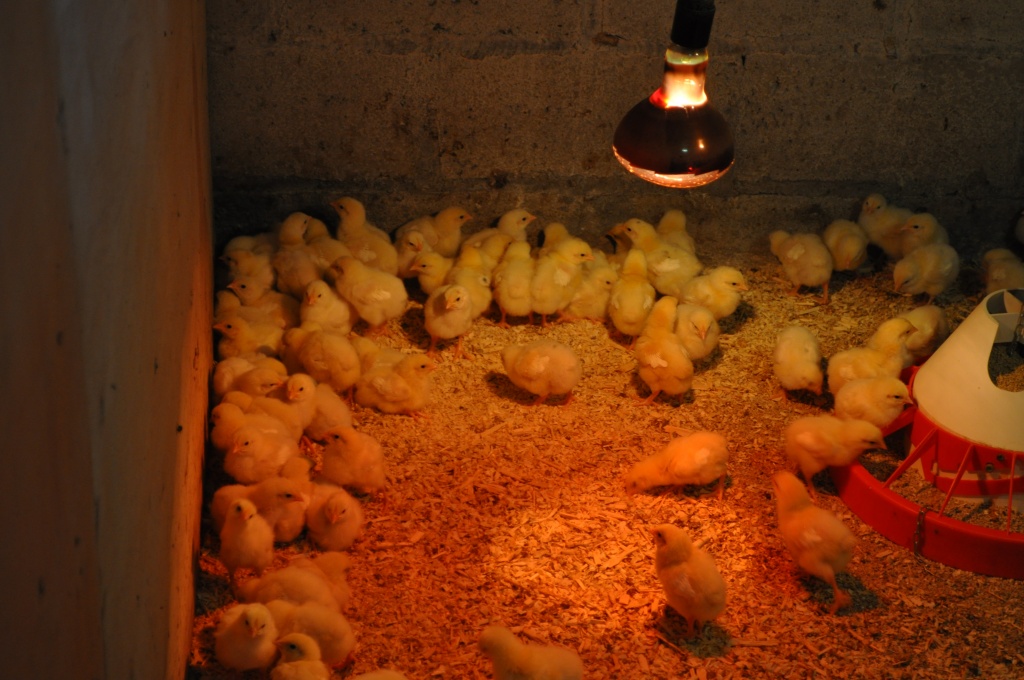 Что нужно знать о содержании цыплят