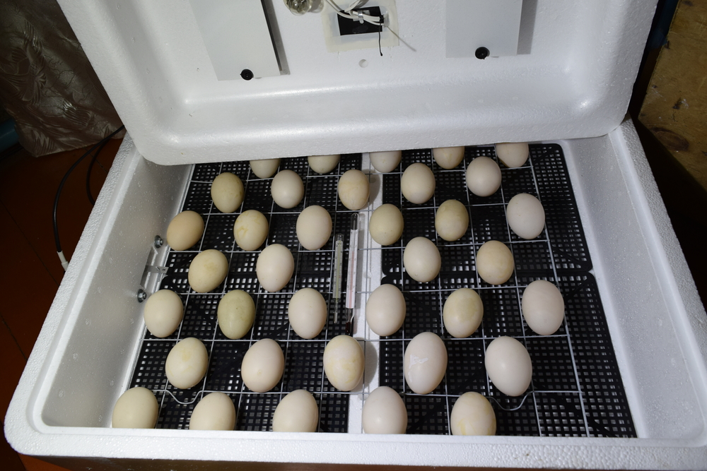Как высидеть утиное яйцо без инкубатора и в инкубаторе