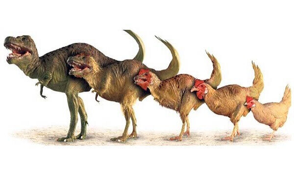Курица динозавр или кудахтающий курозавр T-Rex