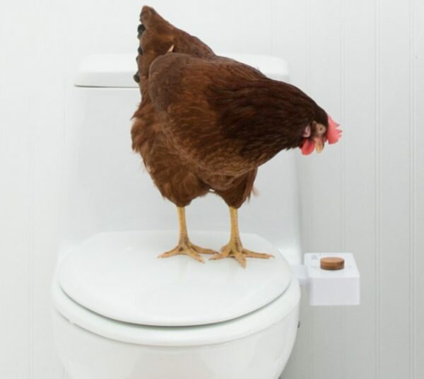 Курица живет в квартире — фото и карьера несушки фотомодели