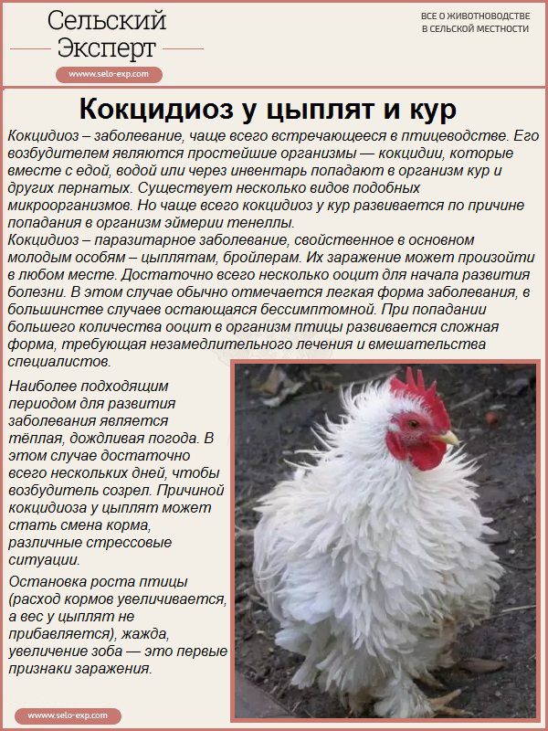 Уникокцид: инструкция по применению ветеринарного противококцидийного средства для птиц и животных