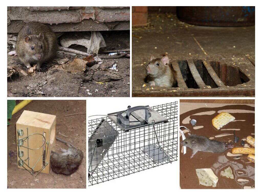 Как избавиться от крыс в курятнике навсегда и без вреда для кур? Ловушки, народные средства и другие методы