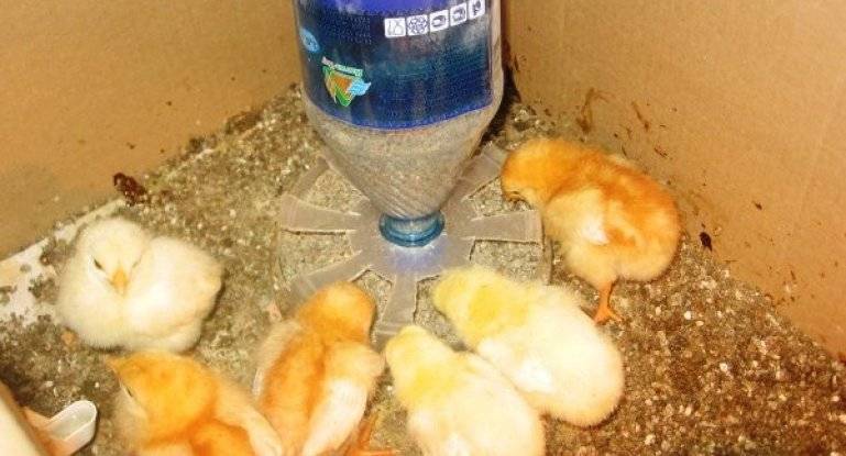 Почему не вывелись цыплята в пластиковой бутыли?