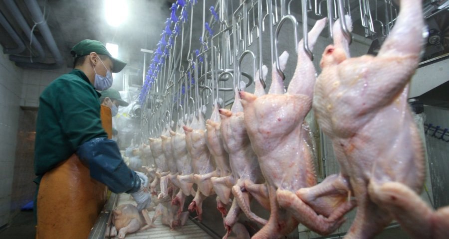 Цыплят петушков убивают на птицефабриках, почему так жестоко?