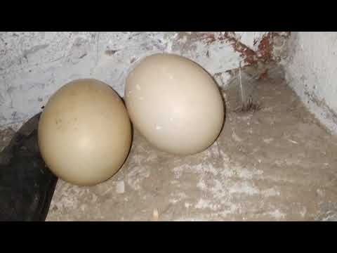 Причины, почему индоутки не несут яйца