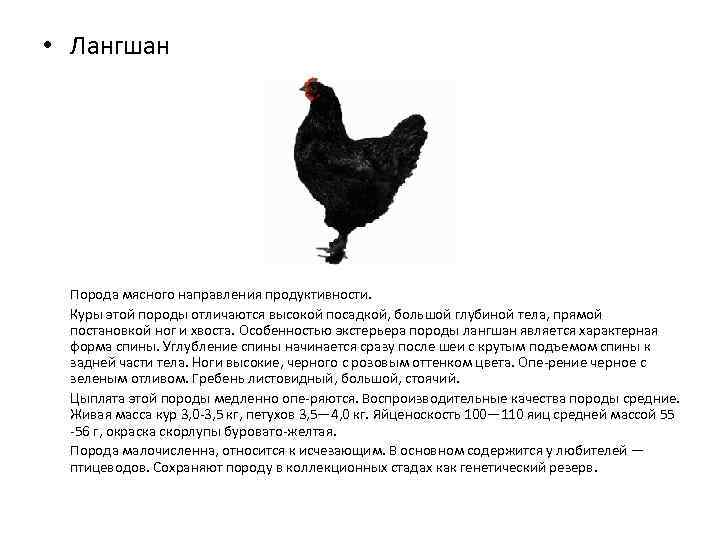 Аугсбургер - мясо-яичная порода кур. Описание, характеристики, содержание, кормление, инкубация