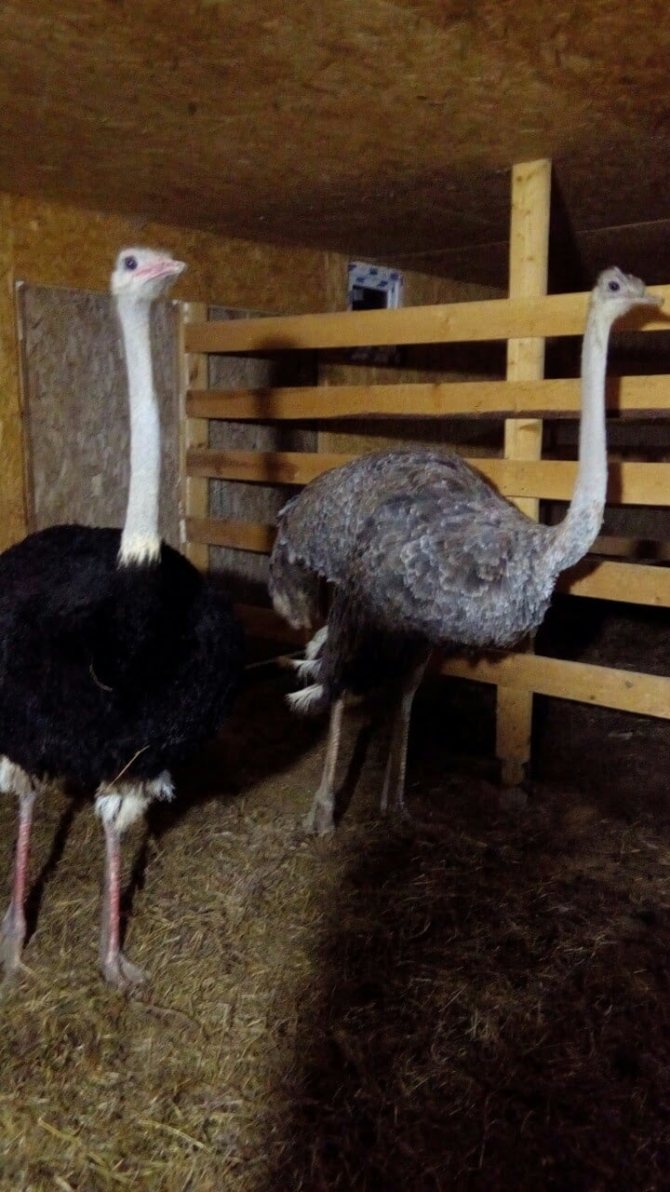 Разведение страусов: особенности содержания и выращивания