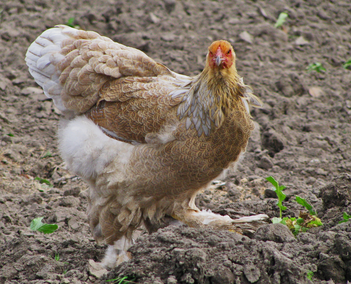 Брама - мясная порода кур. Описание, основные характеристики, содержание, кормление и выращивание
