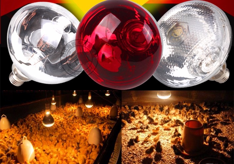 Применение инфракрасной лампы для цыплят