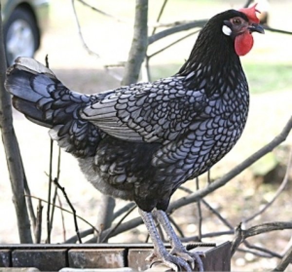 Андалузская порода кур – описание голубой, фото и видео