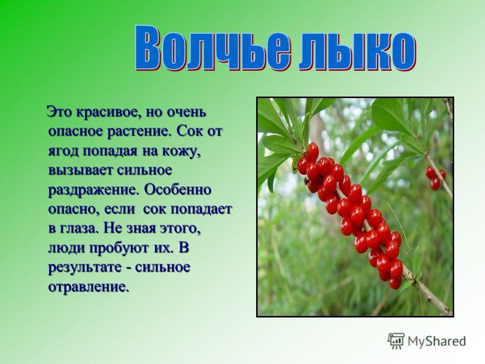 О них. Ядовитые растения. Рассказ о ядовитом растении. Ядовитые растения Красноярского края. Ядовитые растения доклад.