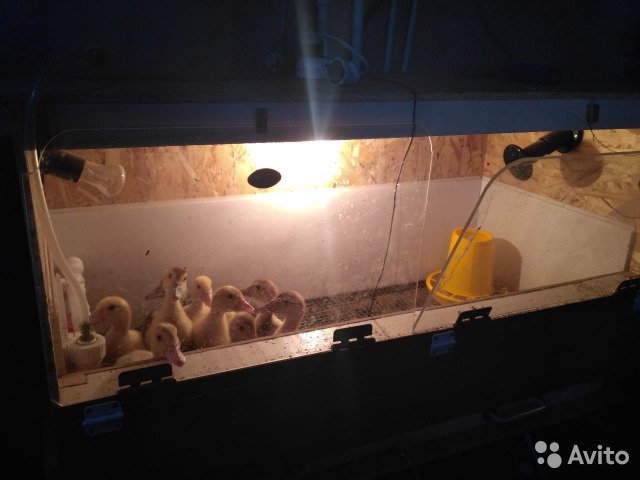 Подготовка брудера для суточных цыплят