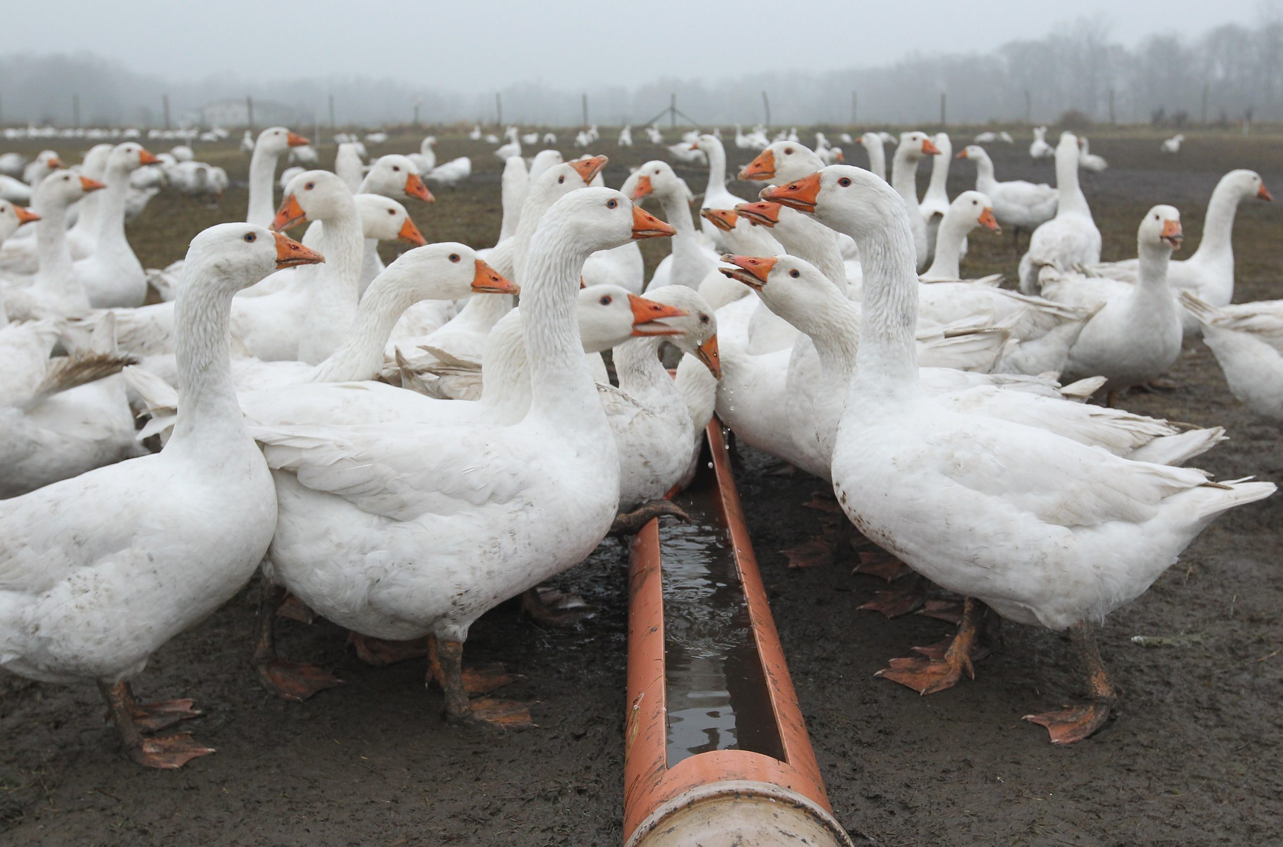 Эмденские гуси – чем эта порода привлекательна для фермеров