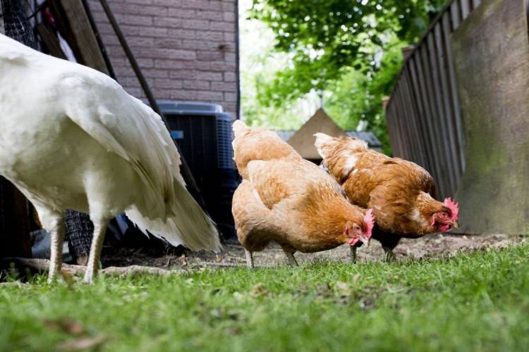 Бизнес план на разведение куриц и цыплят