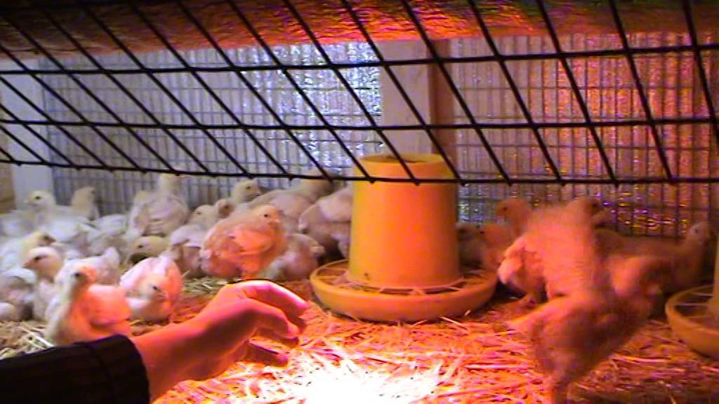 Можно ли цыплятам и курам давать сыворотку от творога?