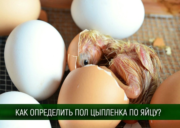 Как по яйцу определить пол цыпленка: как узнать по форме и скорлупе кто вылупится - петух или курица?