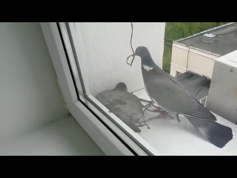 Как быстро отвадить голубей с подоконника