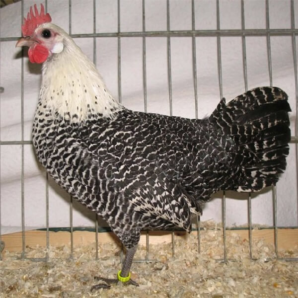 Брекель серебристый порода кур – описание, фото и видео