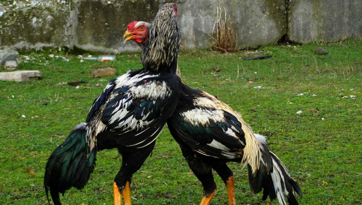 Кубалая порода кур – описание бойцовой с фото и видео
