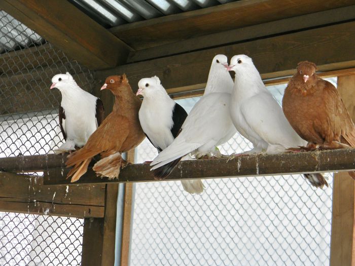 Бойные голуби: летные характеристики, особенности внешнего вида и содержания
