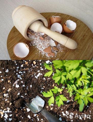 Яичная скорлупа для огорода и комнатных растений